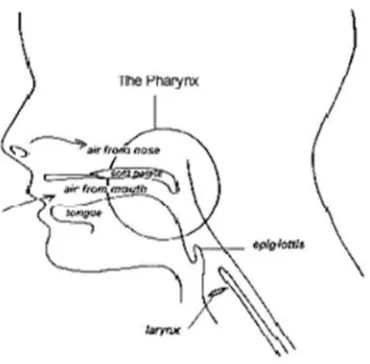 Gambar 6. Pharynx 