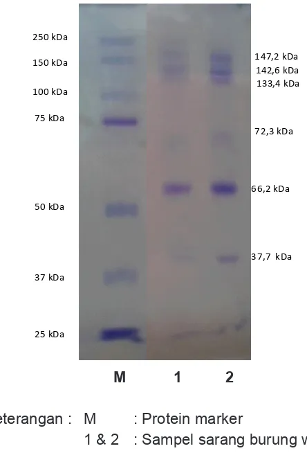 Tabel 1. Penentuan Bobot Molekul Sarang Burung Walet (Collocalia fuciphaga)