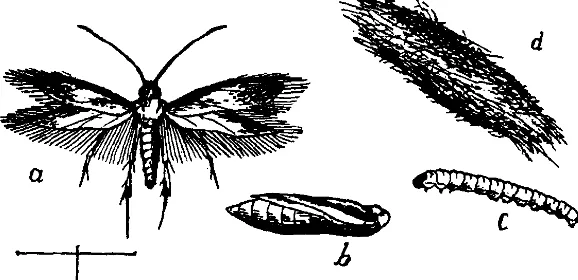 Fig. 270 illustrates the life history of the moths of this genus; c is the 