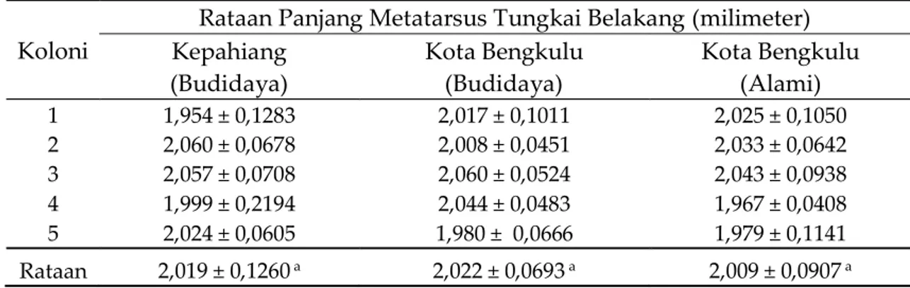 Tabel  5.  Rataan  panjang  metatarsus  tungkai  belakang  lebah  madu  pekerja A.