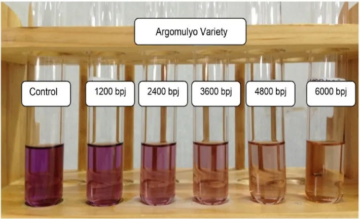 Figure 2.  The Results of Qualitative Testing of Antioxidant Power Using DPPH Method of Methanol Extract of Soybean of Argomulyo variety