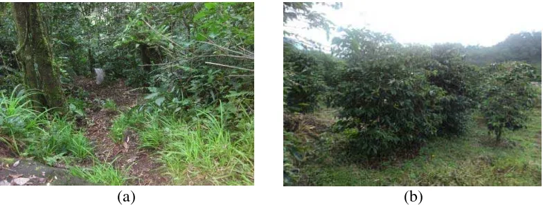 Gambar 2. Gambaran lokasi penelitian: hutan sekunder (a), agroforestri kopi (b) 