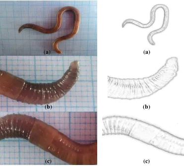 Gambar 4. Cacing Amynthas sp.: morfologi tubuh (a), prostomium tipe epilobus (b), klitelum berbentuk annular (c)