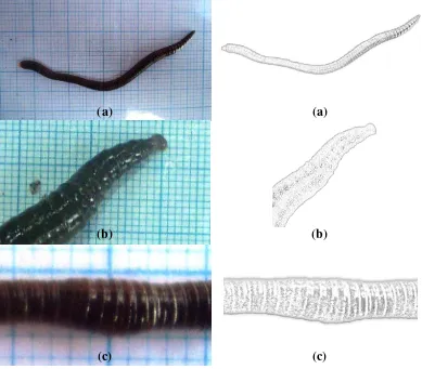Gambar 5. Cacing Peryonix sp.: morfologi tubuh (a),  prostomium tipe epilobus  (b), klitelum berbentuk sadel (c)