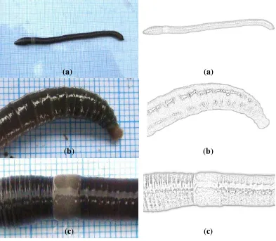 Gambar 6. Cacing Pheretima sp.: morfologi tubuh (a), prostomium tipe epilobus (b), klitelum berbentuk annular (c)