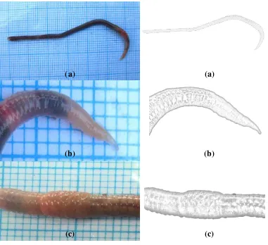 Gambar 7. Cacing P. corethrurus: morfologi tubuh (a), prostomium tipe prolobus (b), klitelum berbentuk sadel (c)