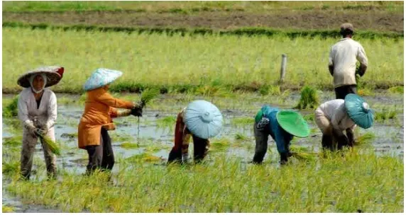 Gambar 19. Aktivitas petani menanam padi (beritadaerah.co.id) 