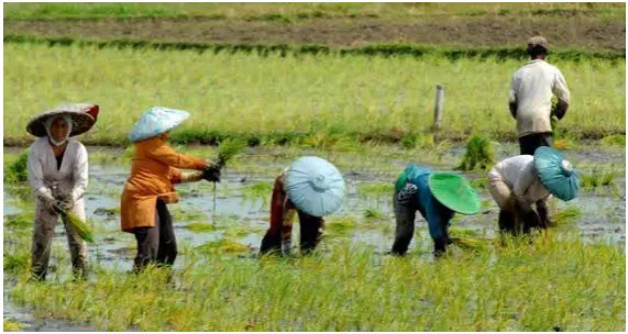 Gambar 19. Aktivitas petani menanam padi (beritadaerah.co.id) 