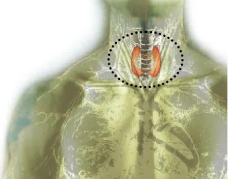 Gambar 1. Tempat keberadaan kelenjar tiroid  manusia di sekitar leher. 