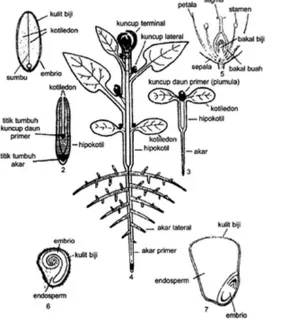 Gambar 1. Skema penampang membujur berbagai organ  tumbuhan: (1) biji  kacang-kacangan; (2,3,4) tumbuhan dikotil pada tiga tahap 