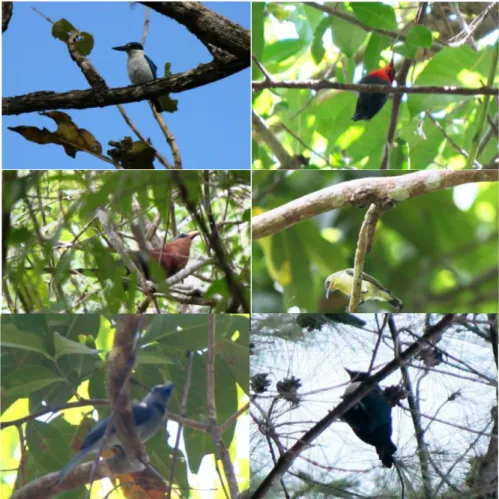 Gambar 4. Contoh jenis burung yang ditemukan di Laboratorium Lapangan Konservasi Sumberdaya Hutan dan Ekowisata Hutan Pendidikan Unhas