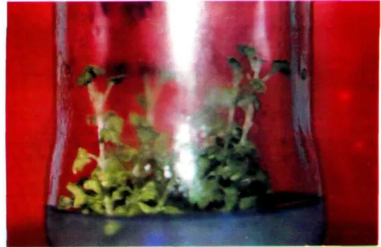 Gambar 2. Pembentukan plantlet tanaman krisan setelah 25 hari dimedia pembentukan pucuk