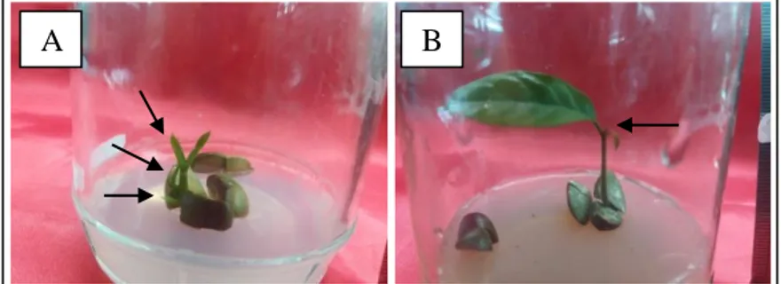 Gambar 2. Keragaan jumlah tunas. A = perlakuan 5 mg/L BAP; B = perlakuan kontrol;  Keterangan : Tanda panah menunjukkan tunas