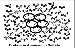 Gambar 2. Protein yang terlarut dalam air 