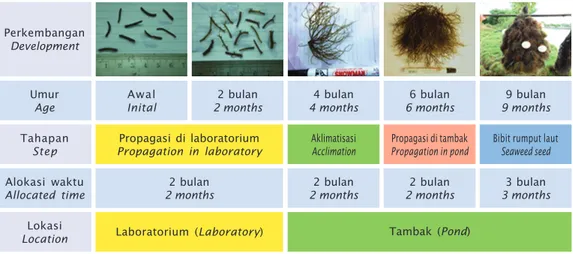 Figure 10. Development of Gracilaria sp. seed in every step and allocated time of vegetative propagation by tissue culture
