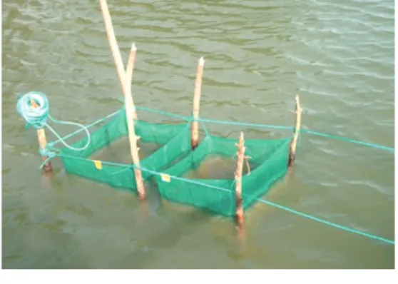 Figure 1. Net cage for seedling of seaweed Gracilaria sp. derived from tissue cultur