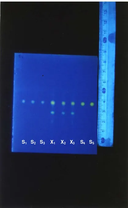 Gambar 4. Foto hasil KLT ekstrak rimpang temulawak dengan pendeteksi  sinar UV 365 nm 