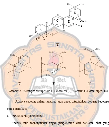 Gambar 2 : Kerangka triterpenoid (1), α-amirin (2), β-amirin (3), dan Lupeol (4) 