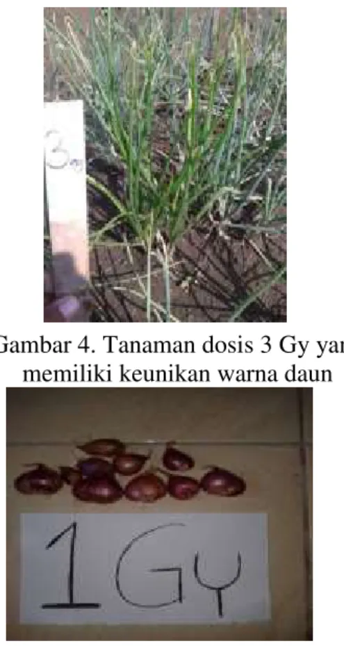 Gambar  5.  Umbi  dosis  1  Gy  yang  memiliki  bobot segar tanaman terbesar yaitu 54,9 gram 