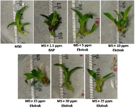 Gambar 1. Respon Pertumbuhan Dendrobium antennatum Rchb.f (28 hst).