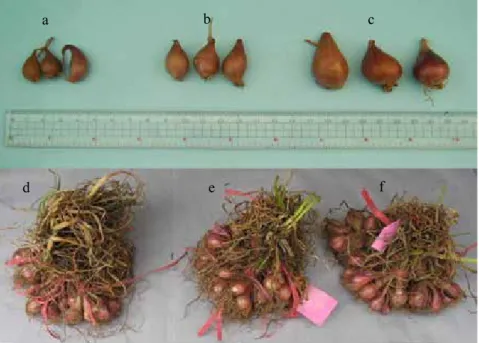 Gambar 1.   Keragaan umbi benih (Performance of  bulb) (a) kecil (small), (b) sedang (medium),  (c) besar dengan hasil yang diperoleh dari  (large seed bulb with yield from)(d) benih  ukuran kecil (small), (e) benih ukuran sedang (medium), dan (f) benih uk