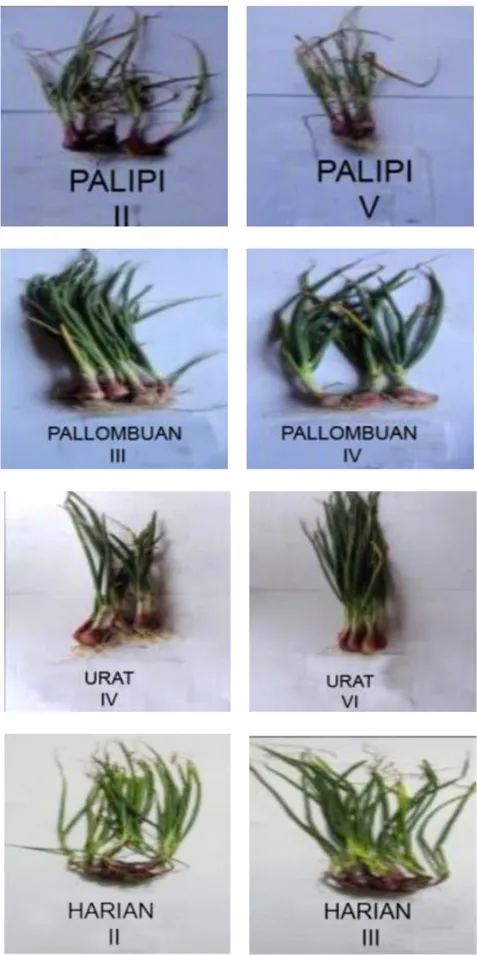 Gambar  11.  Sampel  keragaan  karakter  tanaman  bawang  merah  lokal  Samosir  aksesi  Palipi,  Pallombuan, Urat, Harian pada umur 9  minggu