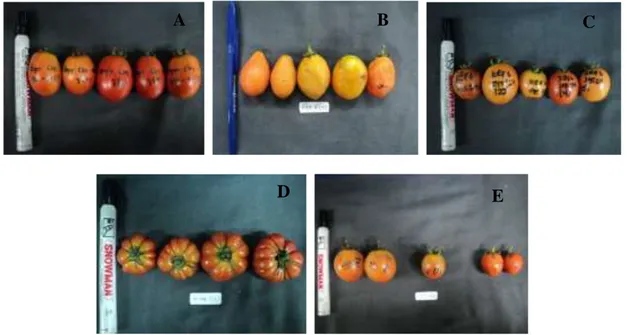 Gambar 1. Keragaan bentuk buah: A. Bogor Cibanteng (Bulat) B. Kefaminano 4 (Ovate) C. Kefaminano 6  (Elips)  D