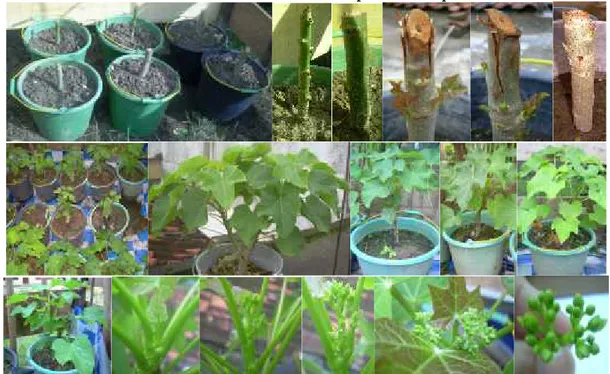 Gambar 1. Pertumbuhan dan perkembangan tanaman jarak pagar sebagai sumber eksplan Penentuan  ciri  morfologi  bunga  yang