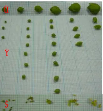 Gambar 3. Penampilan ukuran panjang dan lebar individu bunga tanaman jarak pagar. Tabel 3
