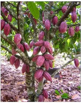 Gambar 2.1. Tanaman kakao 