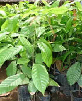 Gambar 2.9. Daun tanaman kakao 