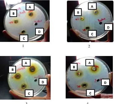Gambar 2 Diameter Daerah Hambat (DDH) Minyak Atsiri Batang  Kemangi terhadap S.aureus dan E.coli (1 & 2) dan Minyak Atsiri Daun terhadap S.aureusdan E.coli ( 3 & 4) 