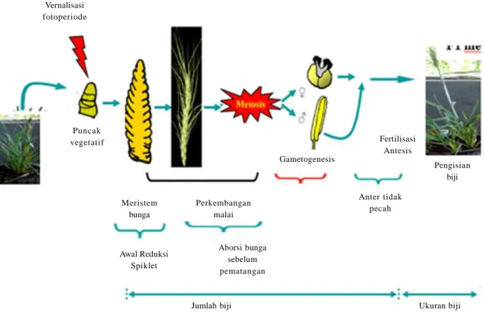 Gambar  11.    Skema  siklus  reproduksi  serealia  dan  pengaruh  cekaman  abiotik  pada  setiap  perbedaan  tahap  perkembangan reproduksi  (Dolferus et  al