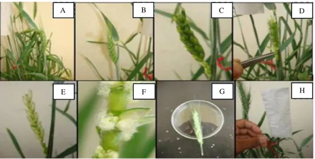 Gambar  7.    Prosedur  persilangan  tanaman  gandum.  (A)  persiapan  tanaman  induk;  (B)  pemilihan  bunga  betina  untuk persilangan; (C, D) emaskulasi dan kastrasi; (E)  rangkaian bunga betina  yang sudah diemaskulasi  dan dikastrasi;  (F) bunga betin