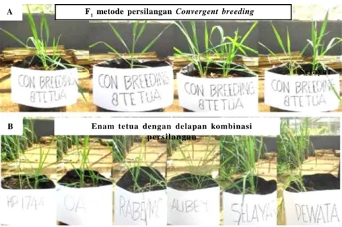 Gambar  9.  A.  Penampilan  vegetatif  tanaman  gandum  F 1   hasil convergent  breeding;  B