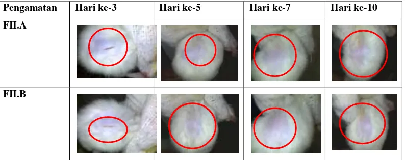 Gambar 1 : Gambar kesembuhan luka pada tikus yang dioleskan salep dengan ekstrak 25%    pada basis hidrokarbon dan salep dengan ekstrak 25% pada basis serap 
