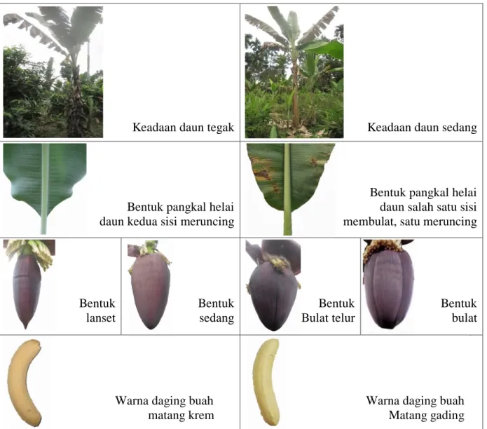 Gambar  1.  Perbedaan  karakter  morfologis  pohon,daun,braktea  dan  buah  pisang  barangan  di  Kabupaten Deli Serdang 
