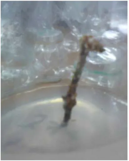 Gambar 2. Hasil penanaman pucuk mahoni secara in  vitro yang mengalami kontaminasi 