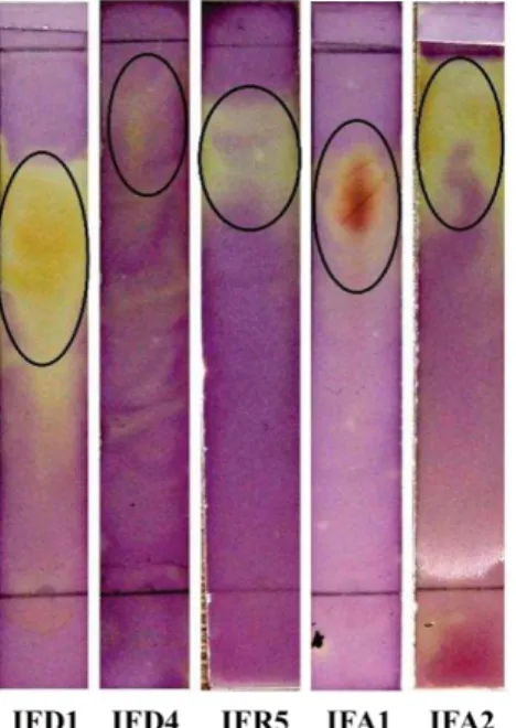 Gambar 2. Hasil identifikasi secara kromatografi dan  pengujian  aktivitas  antioksidan  isolat  fungi  endofit  dari Secang (C