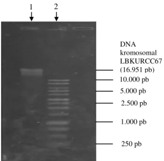 Gambar 2.  Hasil  elektroferesis  isolat  DNA  kromosomal  LBKURCC667.  Jalur  1:  DNA  kromosomal  LBKURCC67,  diperoleh  pita  dengan  ukuran       16.951 pb