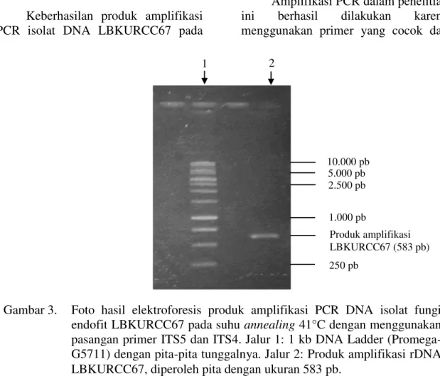 Gambar 3.   Foto  hasil  elektroforesis  produk  amplifikasi  PCR  DNA  isolat  fungi  endofit LBKURCC67 pada suhu annealing 41°C dengan menggunakan  pasangan primer ITS5 dan ITS4