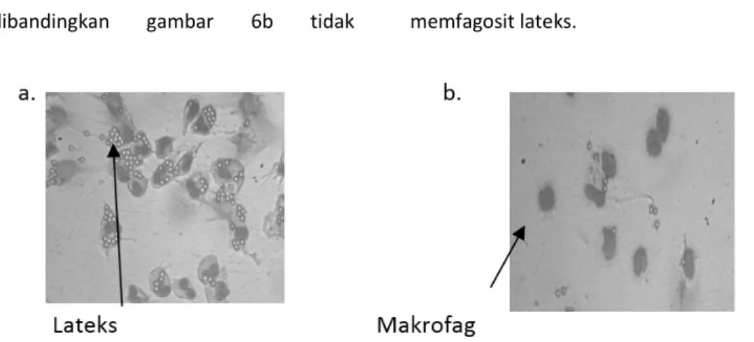 Gambar  6.  (a)  Kultur  sel  makrofag  dengan  pemberian  perlakuan  dan  (b) makrofag tanpa pemberian perlakuan