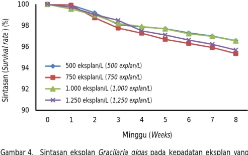 Gambar 4. Sintasan  eksplan  Gracilaria  gigas  pada  kepadatan  eksplan  yang berbeda (eksplan/L) selama tahap kultur talus