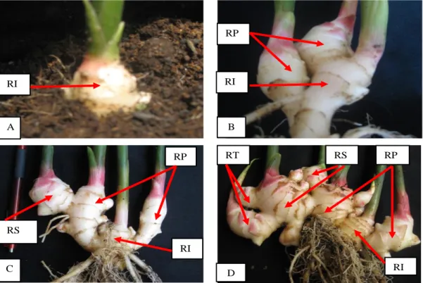 Gambar 2.  Rimpang benih jahe putih besar (JPB) umur (A) 1 bulan setelah tanam (BST), (B) 2 BST, (C) 3 BST, dan  (D) 4 BST