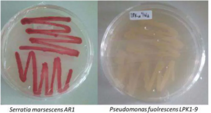 Gambar  1.  Isolat  Bakteri  BP3T Serratia  marsescens  AR1 dan Pseudomonas  fluorescens Koleksi  Laboratorium  Pengendalian  Hayati  Prodi  Proteksi  Tanaman  Fakultas Pertanian
