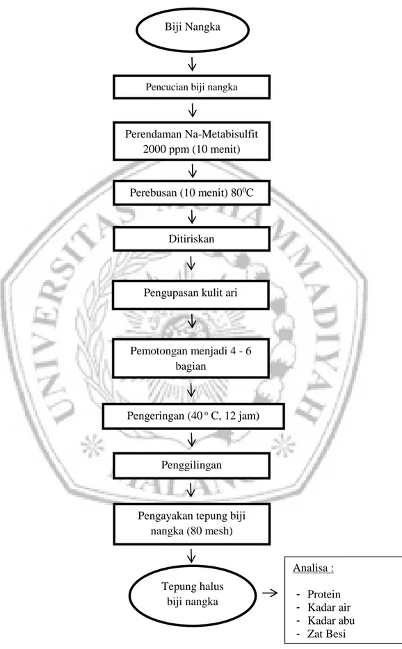Gambar 3. Diagram Alir Pembuatan Tepung Biji Nangka   (Ishak dan Sarinah, 1995) telah dimodifikasi 