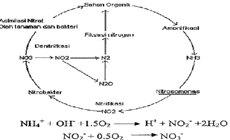 Gambar 2 : Siklus nitrogen pada sistem resirkulasi (Spotte,1970) 