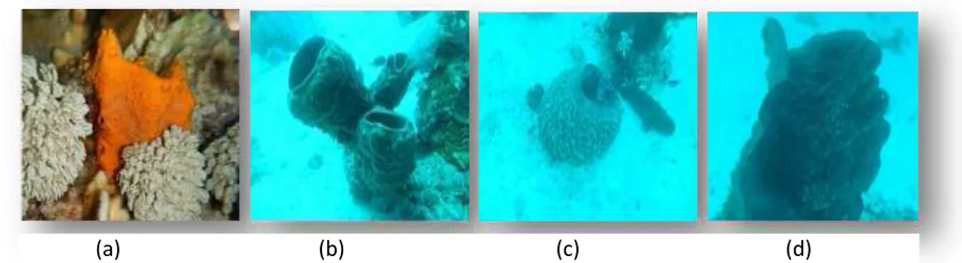 Gambar 2. Jenis spons yang ditemukan pada lokasi penelitian. (a) Stylotella sp., (b) Petrosia sp.,  (c) Xestospongia sp., dan (d) Petrosia sp