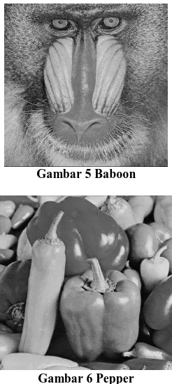 Gambar 5 Baboon 