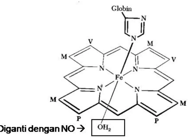 Gambar II penggantian OH mioglobin dengan NO 